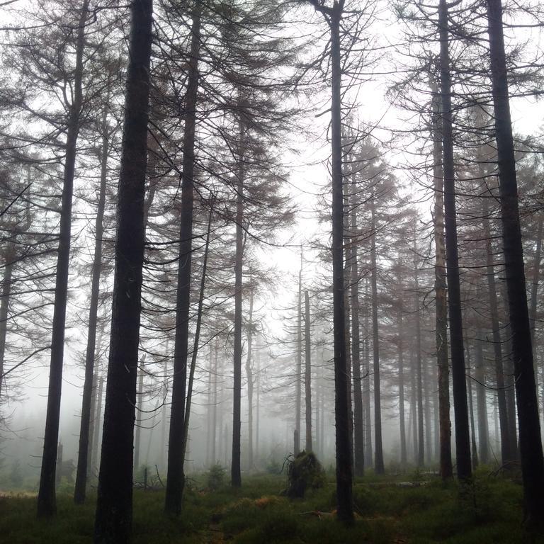 فندق سانكت اندرياسبرغفي  The Cabin - Harz National Park المظهر الخارجي الصورة